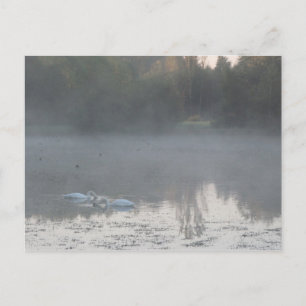 swans in the mist postcard