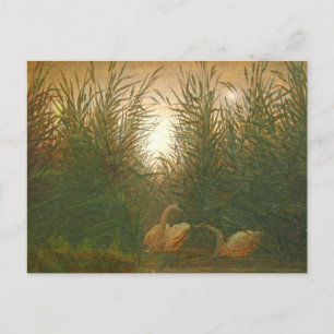 Swans in the Reeds by Caspar David Friedrich Postc Postcard