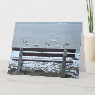 Swans, lake and a bench - greeting card
