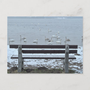 Swans, lake and a bench - postcard