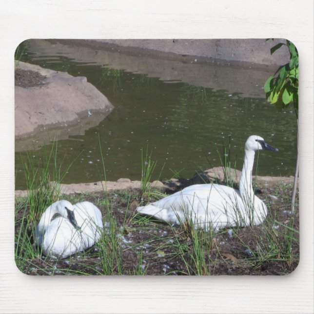 Swans Mouse Pad (Front)
