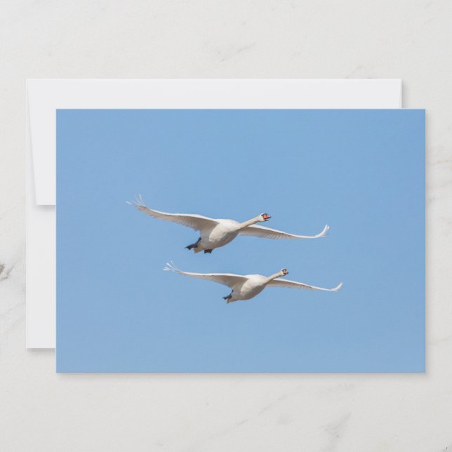 Swans Nature Photo Card (Front)
