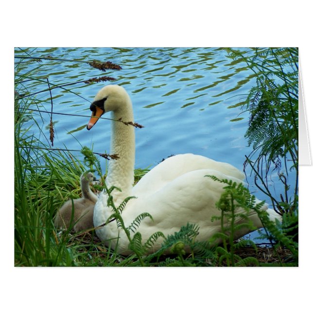 Swans Nest Large (Front Horizontal)