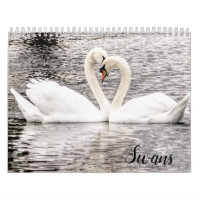 Swans of Spring Grove