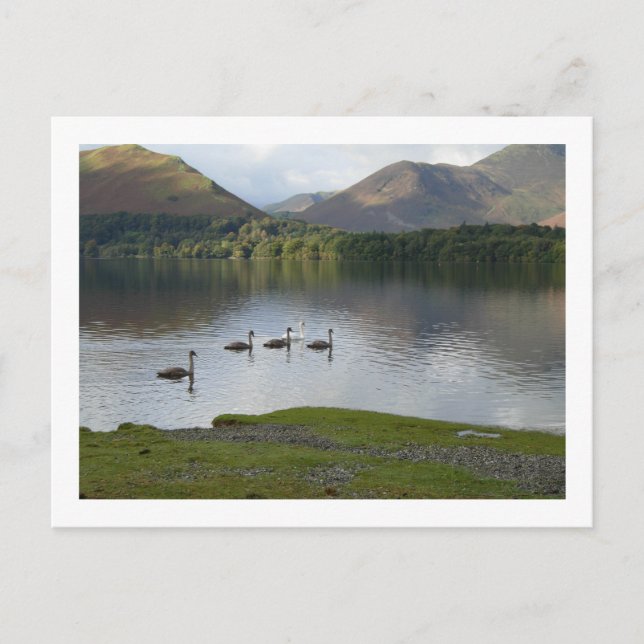 Swans on Derwentwater Postcard (Front)