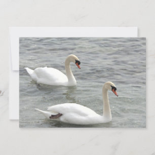 Swans on Lake Card