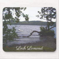 Swans on Loch Lomond