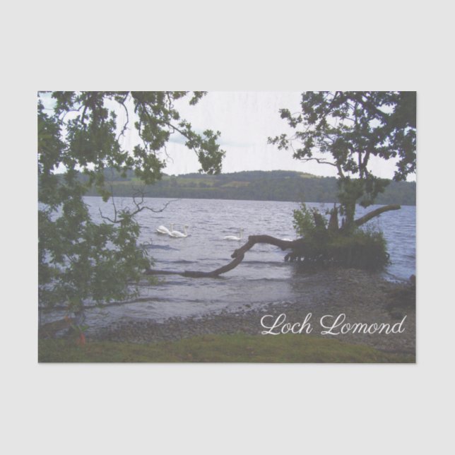 Swans on Loch Lomond Tissue Paper (Front)