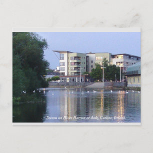 Swans on River Barrow, Carlow Town, Ireland Postcard