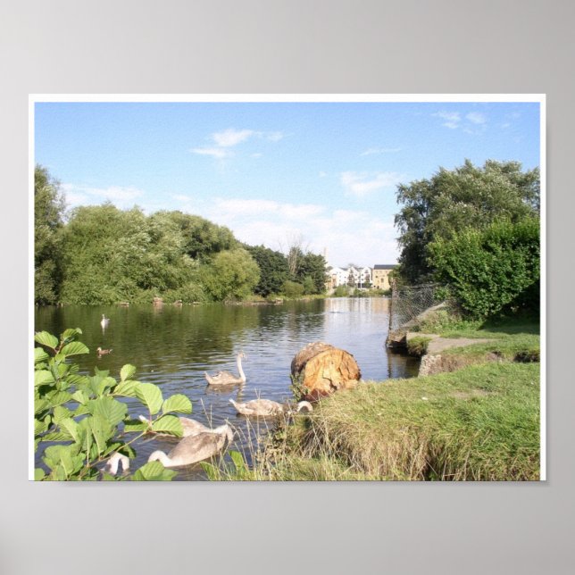 Swans on River Liffey Dublin Ireland Poster (Front)