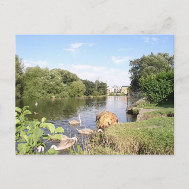 Swans on River Liffey Dublin Postcard (Front)