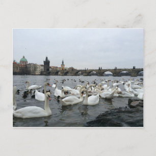 Swans on the banks of the Charles Bridge Postcard