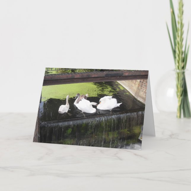Swans on Weir Card (Front)