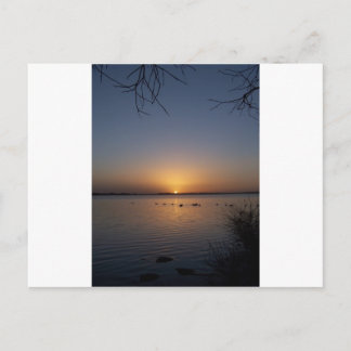 Swans Postcard
