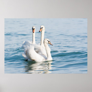Swans Poster