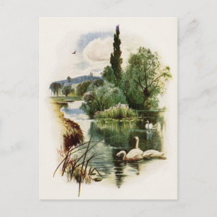 Swans Swimming on Pond Postcard
