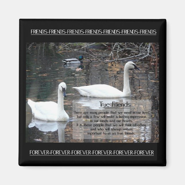 Swans-True Friends Magnet (Front)