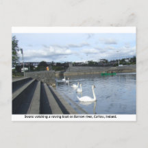 Swans watch a boat traverse Barrow river, Carlow