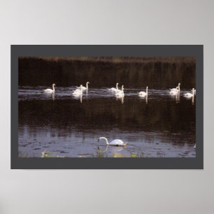 Swans Waterscape Photo Poster