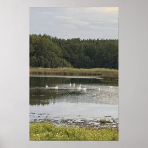 Swans Waterscape Poster