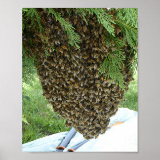 SWARM OF BEES POSTER. Bee freaked out or amazed! Poster