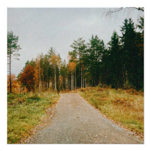 Swedish Autumnal Forest Poster