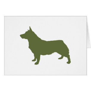 Swedish Vallhund