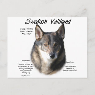 Swedish Vallhund History Postcard