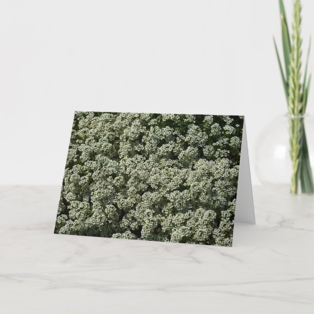 Sweet Alyssum Flowers White Floral Card (Front)