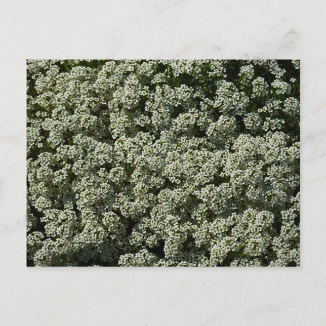 Sweet Alyssum Flowers White Floral Postcard (Front)