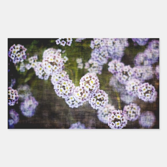 Sweet Alyssum in Grunge Sticker (Front)