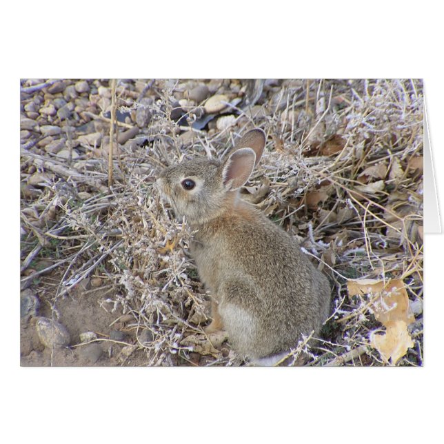 Sweet Baby Bunny (Front Horizontal)