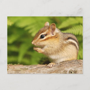 sweet baby chipmunk with snack postcard