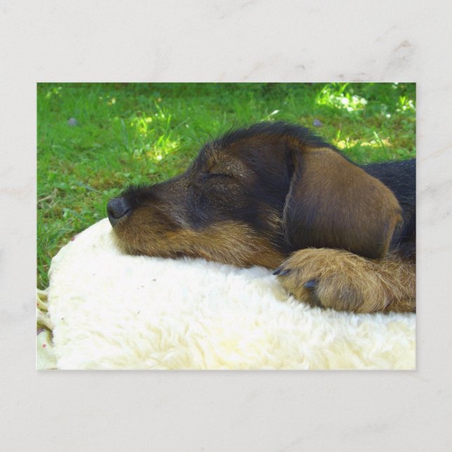 Sweet Baby Dachshund, sleeping puppy Postcard (Front)