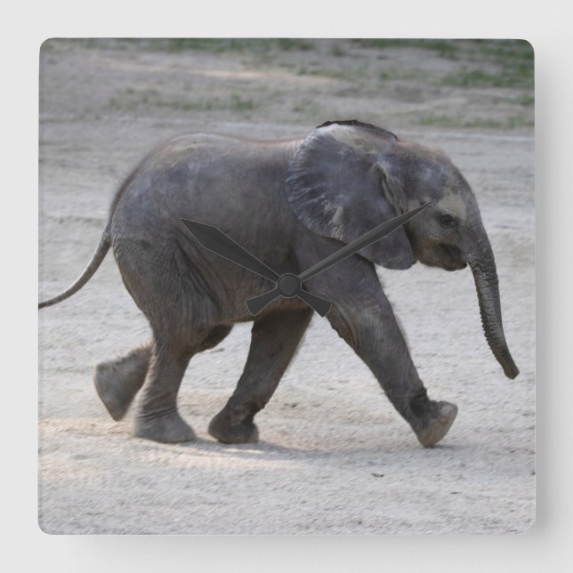 Sweet Baby Elephant Kibali Square Wall Clock (Front)