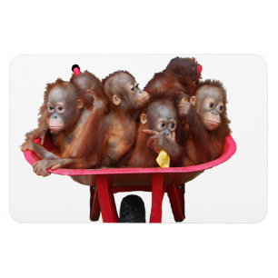 Sweet Baby Face Barrel of Monkeys Magnet