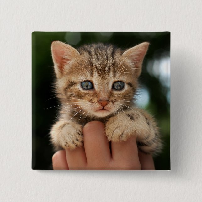 Sweet Baby Kitten 2 Inch Square Button (Front)