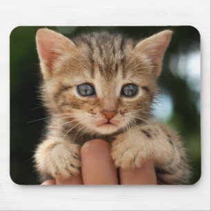Sweet Baby Kitten Mouse Pad