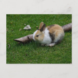 Sweet Baby Rabbit Postcard