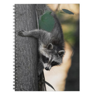 Sweet Baby Raccoon Notebook