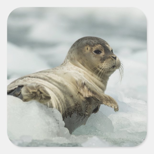 Sweet Baby Seal (Front)