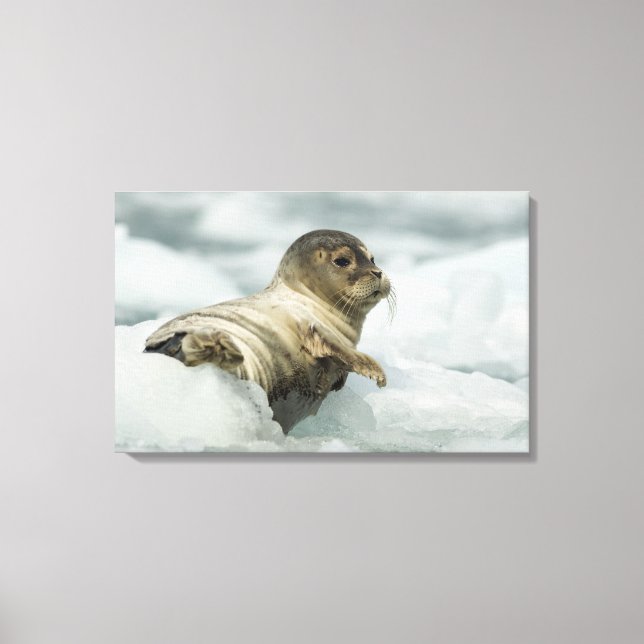 Sweet Baby Seal Canvas Print (Front)
