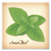 Sweet Basil Herb Photo Print