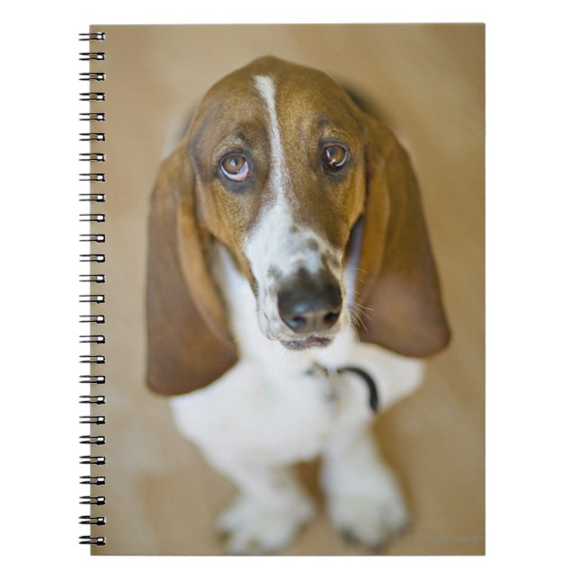 Sweet Bassett Hound Notebook (Front)