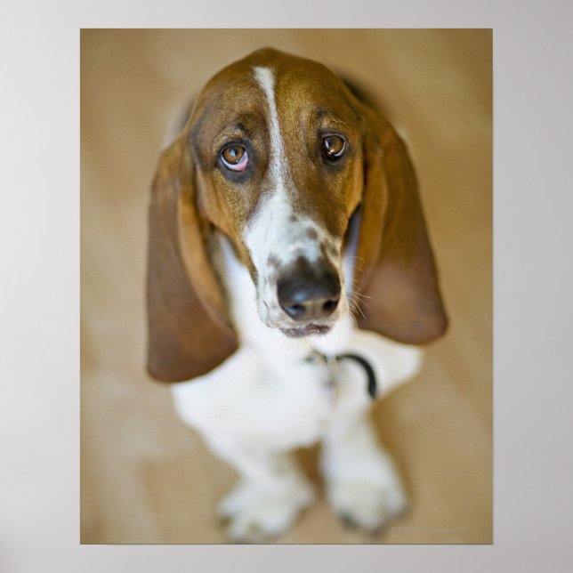 Sweet Bassett Hound Poster (Front)