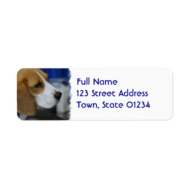 Sweet Beagle (Front)