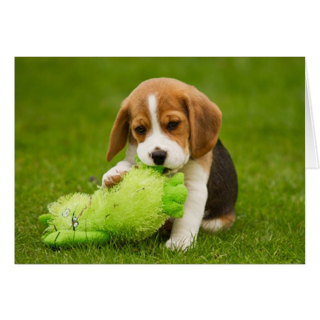 Sweet Beagle Puppy with Cuddly Toy (Front Horizontal)