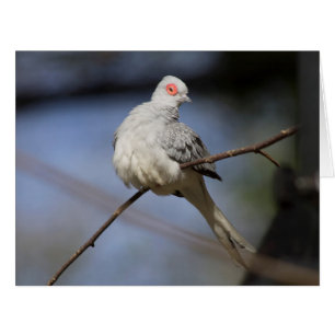 Sweet Beautiful Diamond Dove