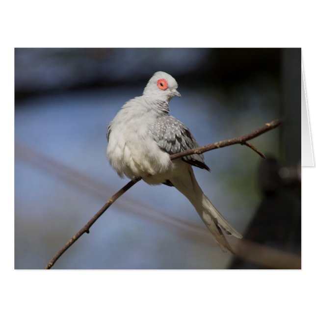 Sweet Beautiful Diamond Dove (Front Horizontal)