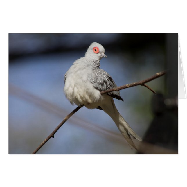 Sweet Beautiful Diamond Dove (Front Horizontal)